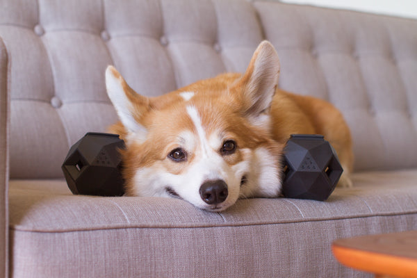 Our first toy named after our corgi